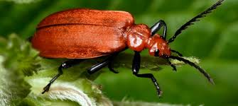 Attēlu rezultāti vaicājumam “Pyrochroa coccinea”