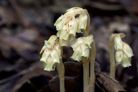 Attēlu rezultāti vaicājumam “Monotropa hypopitys”