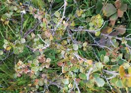 Attēlu rezultāti vaicājumam “Betula nana”