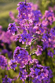 Attēlu rezultāti vaicājumam “Hesperis matronalis bud”