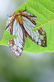 Attēlu rezultāti vaicājumam “Araschnia levana underside”