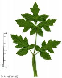 Attēlu rezultāti vaicājumam “Heracleum sphondylium subsp. sibiricum leaf”
