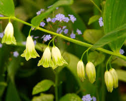 Attēlu rezultāti vaicājumam “Polygonatum odoratum flower”