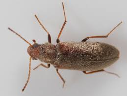 Attēlu rezultāti vaicājumam “Melandryidae”