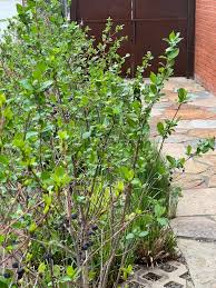 Attēlu rezultāti vaicājumam “Aronia melanocarpa”