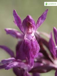 Attēlu rezultāti vaicājumam “Dactylorhiza majalis subsp. baltica flower”