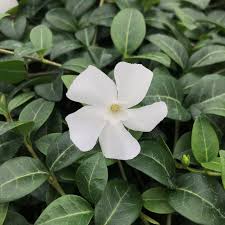 Attēlu rezultāti vaicājumam “Vinca minor flower”