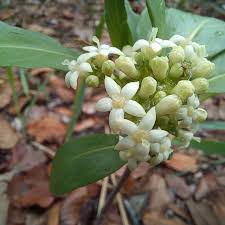 Attēlu rezultāti vaicājumam “Rubiaceae”