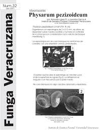 Attēlu rezultāti vaicājumam “Physarum pezizoideum spores”