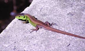 Attēlu rezultāti vaicājumam “Lacerta agilis male”