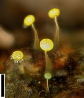 Attēlu rezultāti vaicājumam “Physarum viride var. aurantium spores”