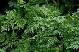 Attēlu rezultāti vaicājumam “Chaerophyllum aromaticum leaf”