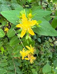 Attēlu rezultāti vaicājumam “Hypericum maculatum flower”