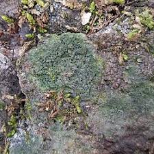 Attēlu rezultāti vaicājumam “Fellhanera subtilis”