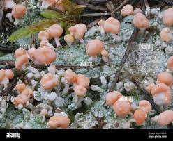 Attēlu rezultāti vaicājumam “Dibaeis baeomyces”