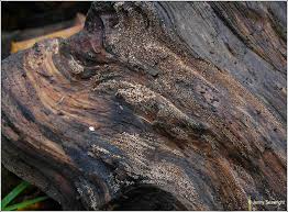 Attēlu rezultāti vaicājumam “Henningsomyces candidus”