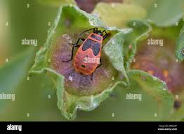 Attēlu rezultāti vaicājumam “Pyrrhocoris apterus nymph”