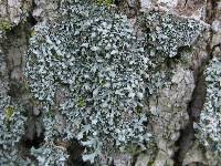 Attēlu rezultāti vaicājumam “Physcia adscendens”