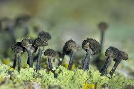 Attēlu rezultāti vaicājumam “Calicium viride”