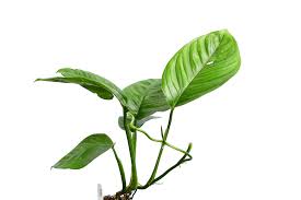 Attēlu rezultāti vaicājumam “Arenaria procera leaf”