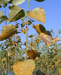 Attēlu rezultāti vaicājumam “Melampsora magnusiana”