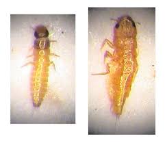 Attēlu rezultāti vaicājumam “Meloe sp. larva”