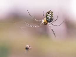 Attēlu rezultāti vaicājumam “Theridiidae”