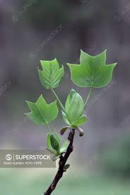 Attēlu rezultāti vaicājumam “Liriodendron tulipifera leaf”