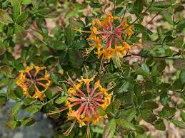 Attēlu rezultāti vaicājumam “Rhododendron calendulaceum”