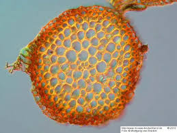 Attēlu rezultāti vaicājumam “Scorpidium cossonii”