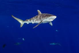 Image result for Carcharhinus falciformis