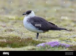 Attēlu rezultāti vaicājumam “Stercorarius parasiticus adult”