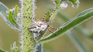 Attēlu rezultāti vaicājumam “Aculepeira ceropegia”