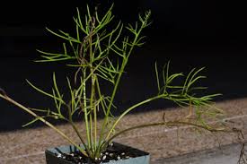 Attēlu rezultāti vaicājumam “Philonotis fontana sporophyte”