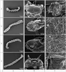 Attēlu rezultāti vaicājumam “Chironomidae imago”