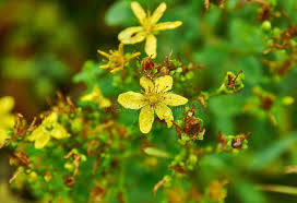 Attēlu rezultāti vaicājumam “Hypericum maculatum flower”