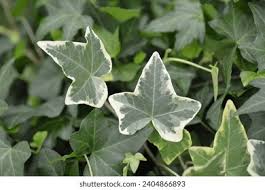 Attēlu rezultāti vaicājumam “Hedera helix  leaf”