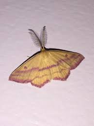 Attēlu rezultāti vaicājumam “Diprion pini female”