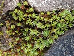 Attēlu rezultāti vaicājumam “Polytrichum piliferum sporophyte”