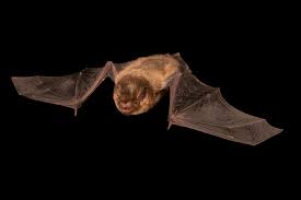 Attēlu rezultāti vaicājumam “Pipistrellus pygmaeus”