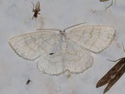 Attēlu rezultāti vaicājumam “Cabera exanthemata”