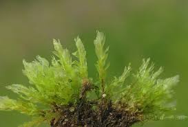 Attēlu rezultāti vaicājumam “Pohlia wahlenbergii”