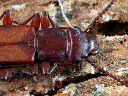 Attēlu rezultāti vaicājumam “Cucujidae”