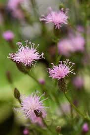 Attēlu rezultāti vaicājumam “Serratula tinctoria flower”