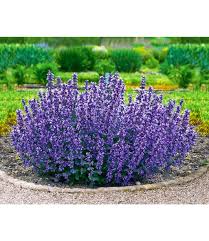 Image result for Katzenminze