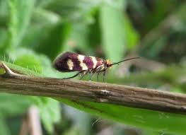 Attēlu rezultāti vaicājumam “Micropterix aureatella”