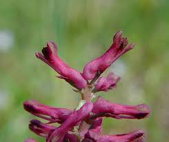 Image result for Fumaria officinalis