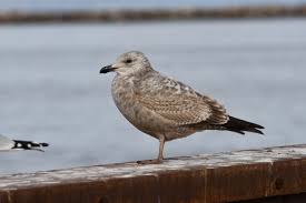 Image result for Wigan Seagulls