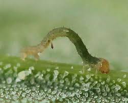 Attēlu rezultāti vaicājumam “Pelurga comitata”