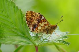 Attēlu rezultāti vaicājumam “Brenthis ino upperside”